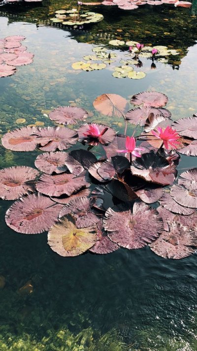 Водяные растения