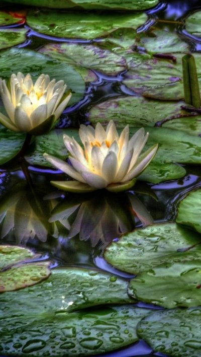 Лотос кувшинка водяная Лилия