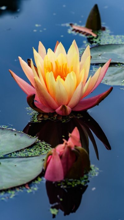 Цветок в Африке Кувшик с лепестками