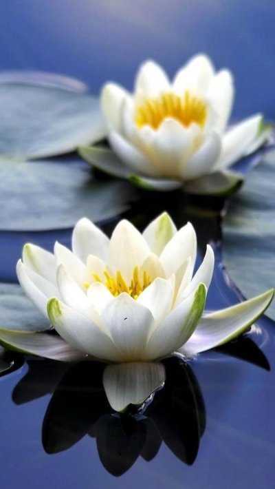 Лотос кувшинка