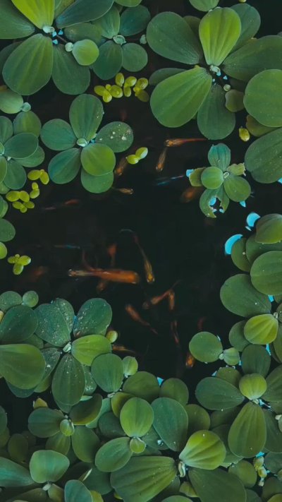 Сальвиния клобучковая