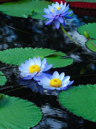 Нимфея Лотус