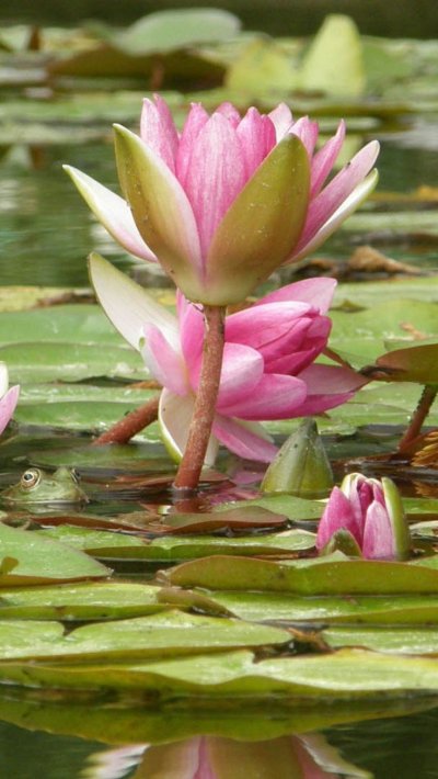 Лотос кувшинка