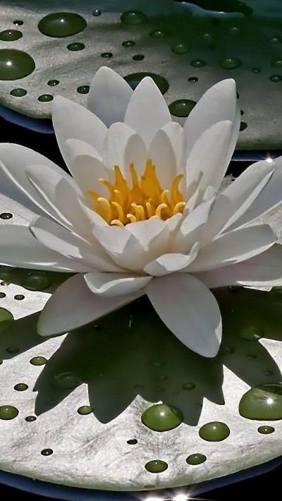 Кувшинка белая (водяная Лилия) Лилия