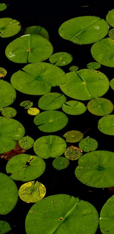 Обои для iphone