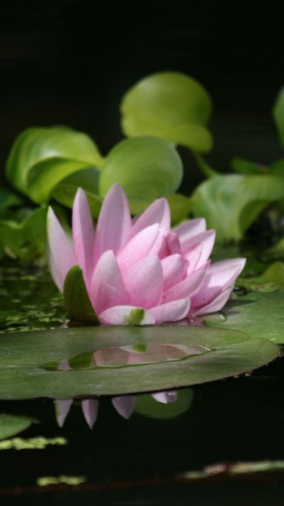 Nymphaea Lotus