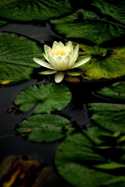 Кувшинки Лотос цветы лотоса