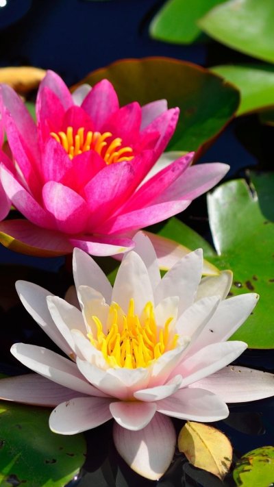 Водяная Лилия/Nymphaea