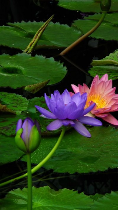 Кувшинка Лилия Лотос