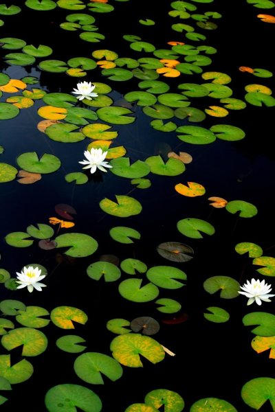 Водные растения