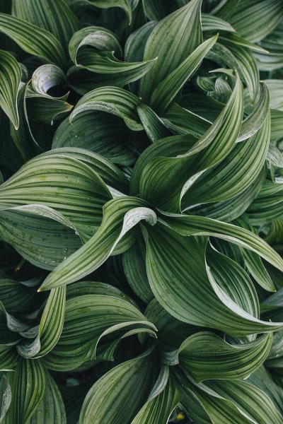 Зелёные растения