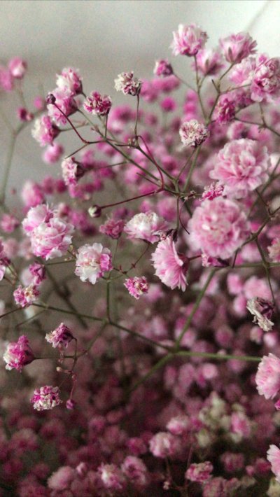 Гипсофила розовая Эстетика