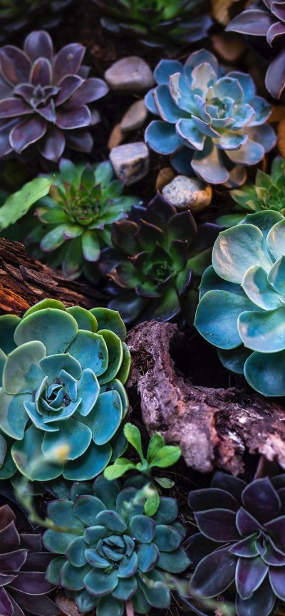 Красивые Суккуленты