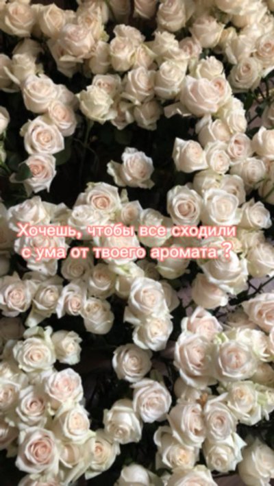 Белые розы Эстетика