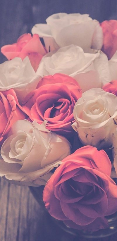 Нежные розы