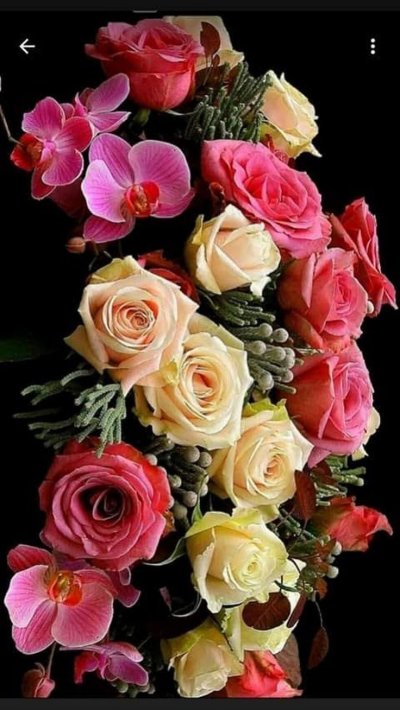 Красивые розы