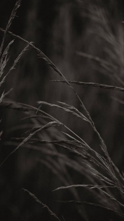 Темно серые обои с колосками