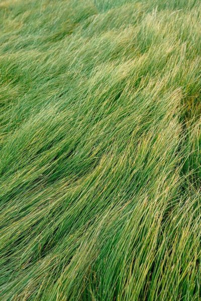 Нескошенная трава