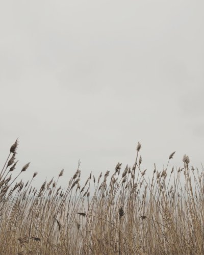 Сухой камыш