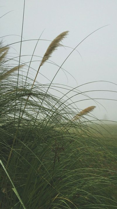 Туманная трава