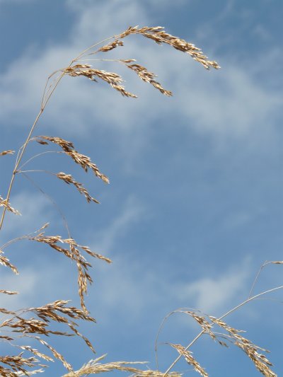 Трава на ветру