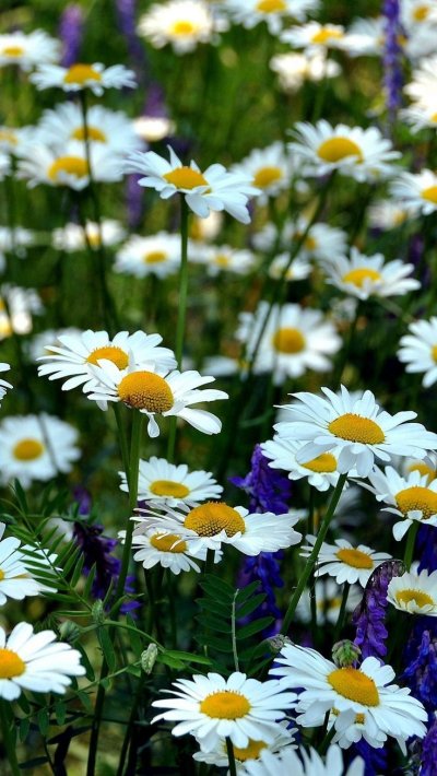 Ромашка цветы