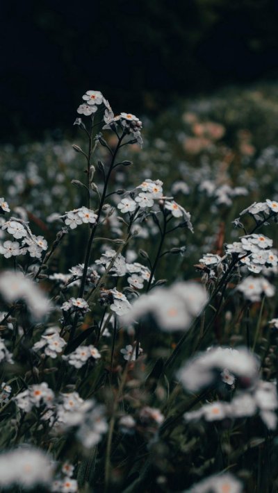 Белые цветы в поле