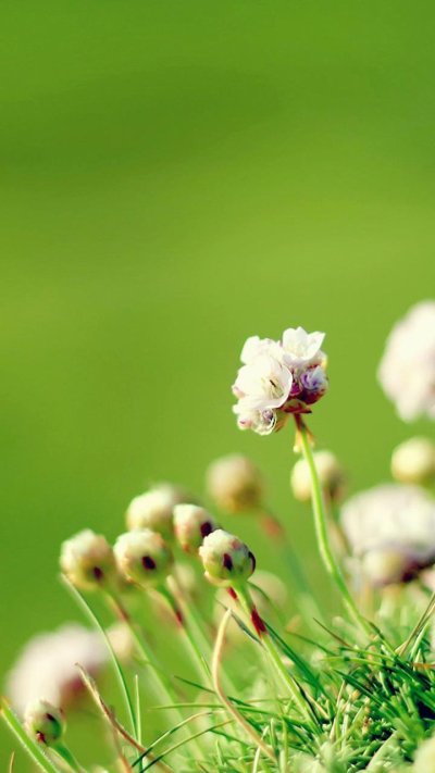 Трава цветы