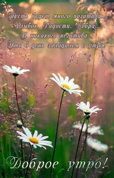 Луговые цветы