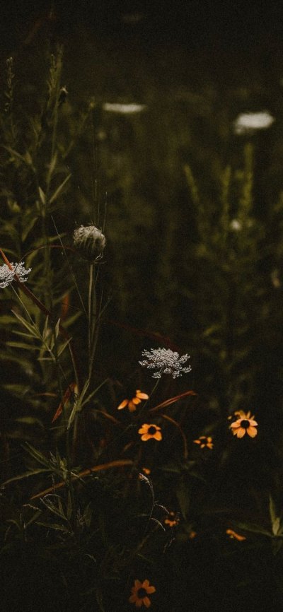 Дикие травы