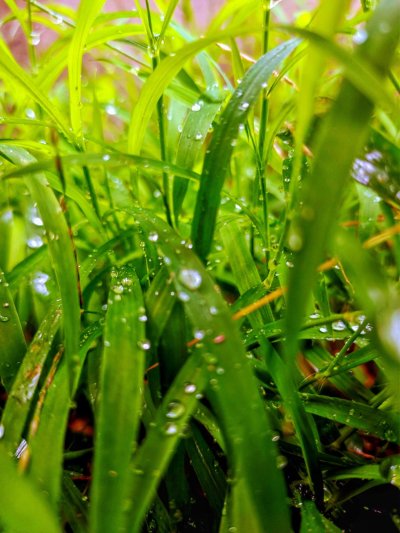 Красивая трава