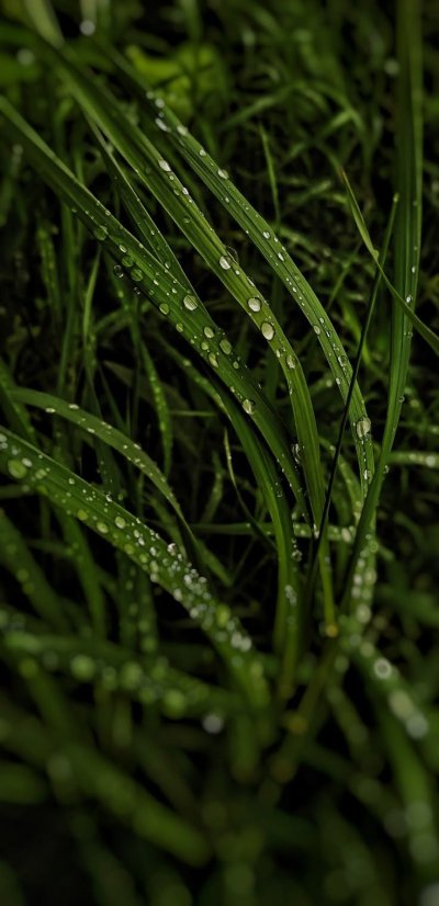 Роса на траве