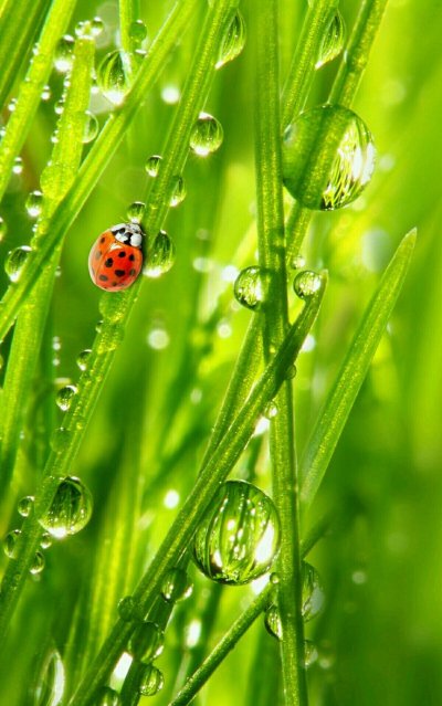 Роса на солнце