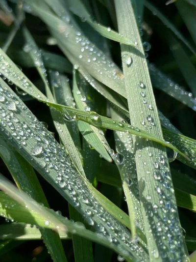 Роса на траве