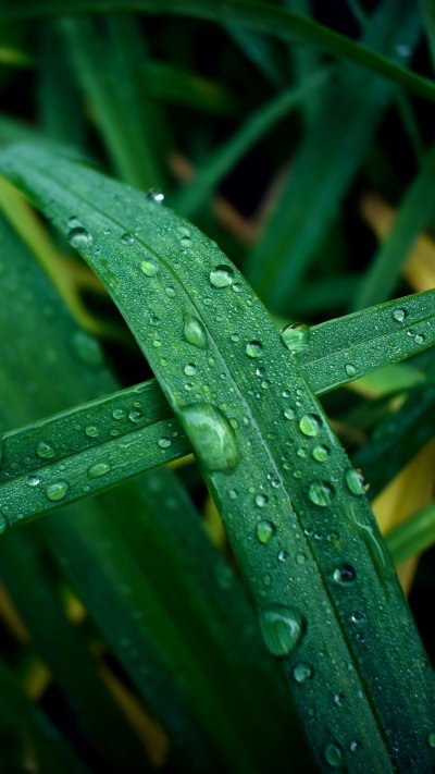 Роса на траве