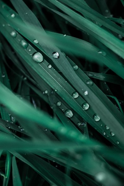 Роса на траве