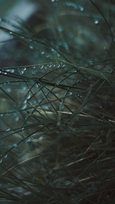 Мокрая трава