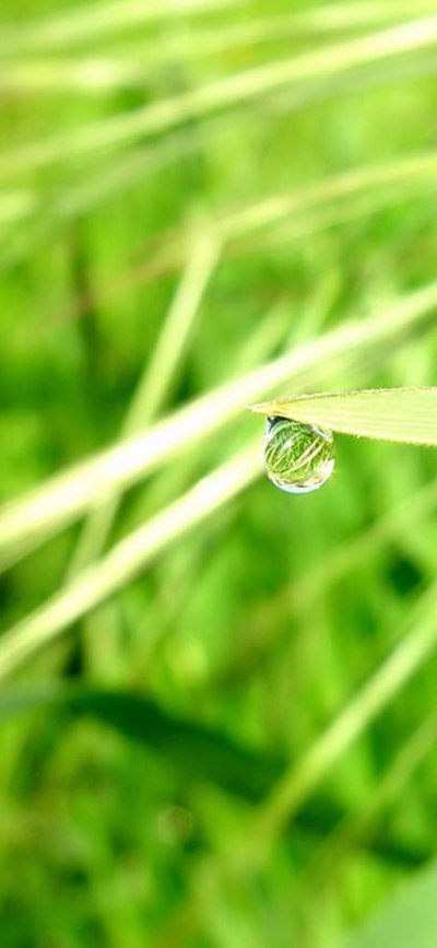 Роса на солнце