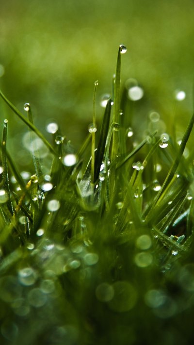 Зелень с росой