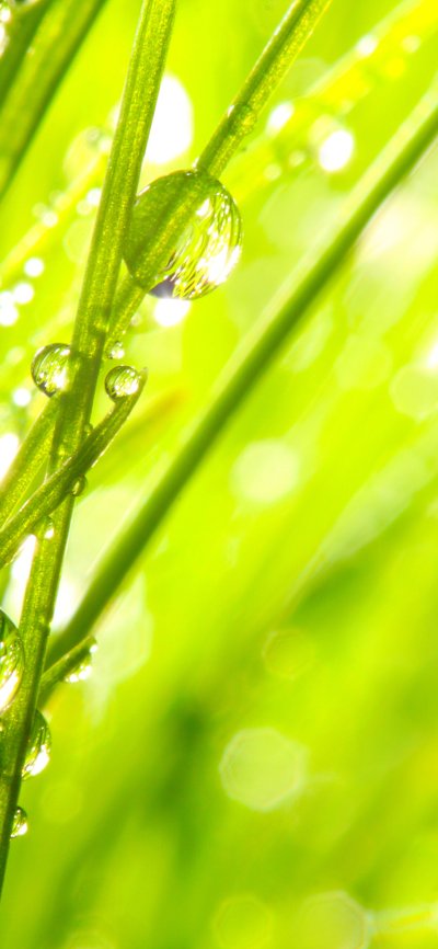 Роса на траве