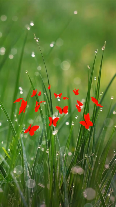 Цветы видео