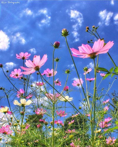 Космея многолетняя