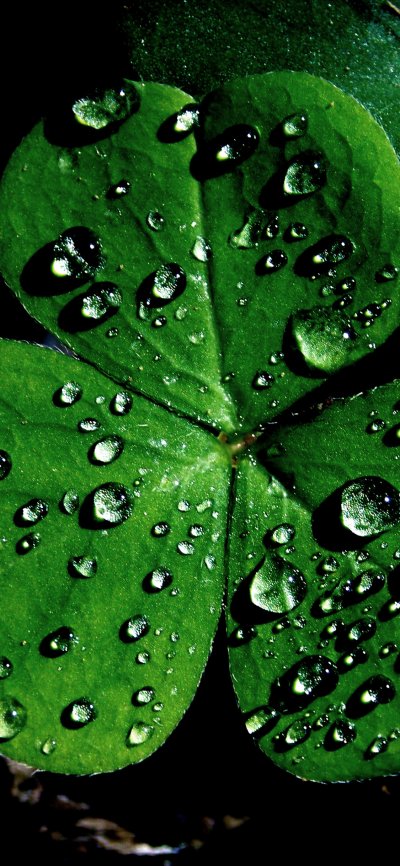 Зеленый Клевер четырехлистный