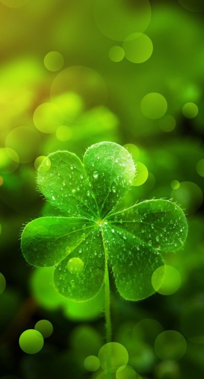 Зеленый Клевер четырехлистный