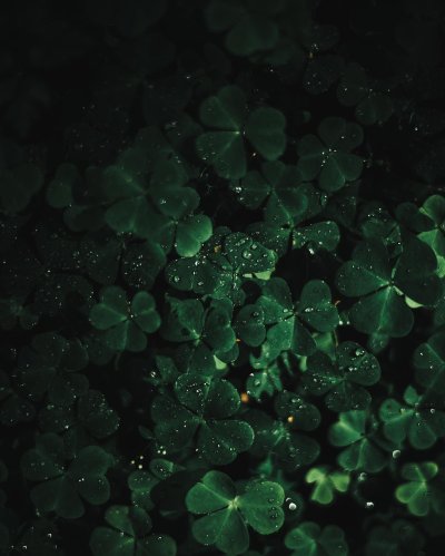 Зеленый Клевер четырехлистный