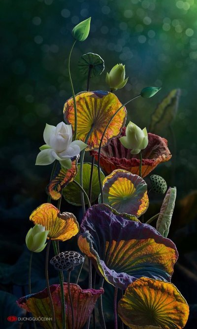 Жан Беннер экзотические цветы