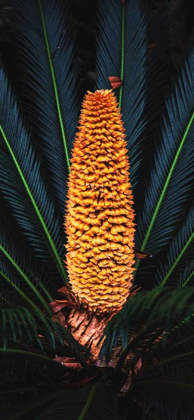 Обои на телефон экзотика