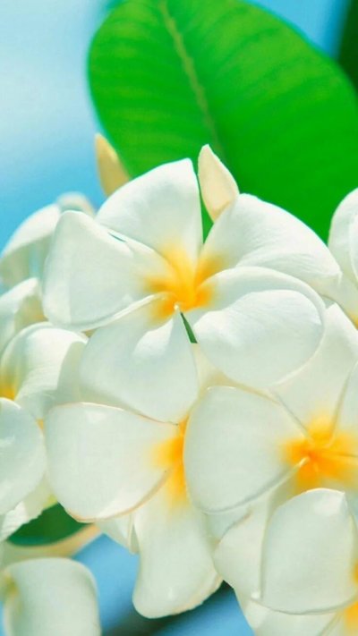 Экзотические растения