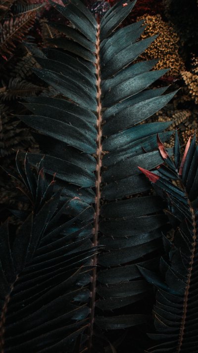 Экзотические листья