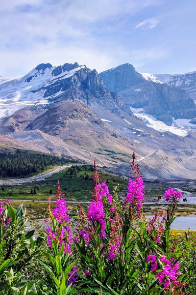 Цветы в горах